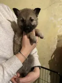 Štěňátka no x čsv