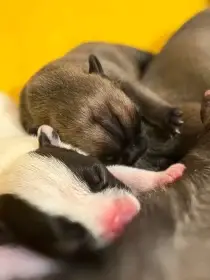  Francouzský buldoček – štěňata s PP (FCI)