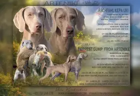 Výmarský ohař krátkosrstý s PP - štěňata