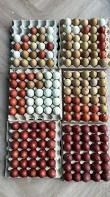 Násadová vejce za zelené, modré a hnědé vejce