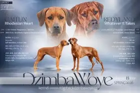 Psí parťák na 15let