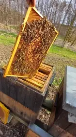 Prodám včelstva