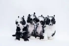 Štěňata čínského chocholatého psa