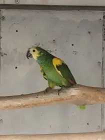 Koupím Amazoňan modročelý