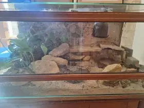 Prodám gekončíky noční z jednoho chovu