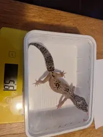 druhá samice (3 roky)