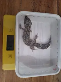 samice (vlastní odchov)