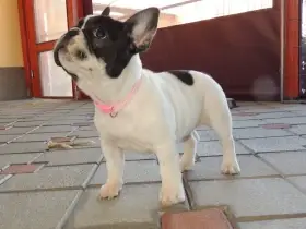 Francouzský buldoček s PP.