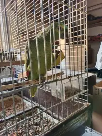 Amazoňan modročelý - poslední mládě