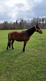 3 letý hřebec x QH