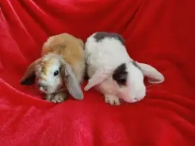 Nabízím zakrslé králíčky- beránky rex