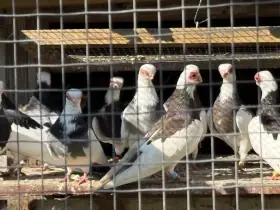 Pražský rejdič krátkozobý