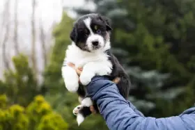 Australský ovčák štěně