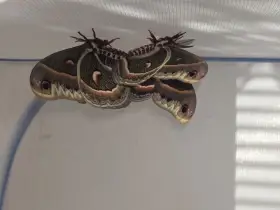 Hyalophora cecropia vajíčka