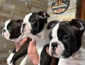 Bostonský teriér - štěňátka