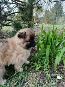 Naomi z Království snů - německý špic střední s PP