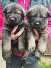 Německý ovčák štěňata s PP
