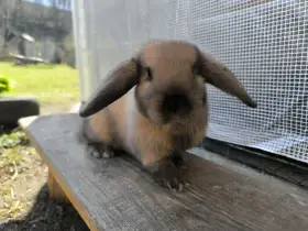 Zakrslý beran durynský samice