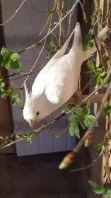Korela chocholatá - loňská samice bílá