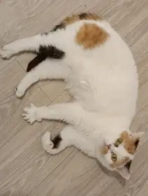 Britská kočka, stáří 6,5 roku