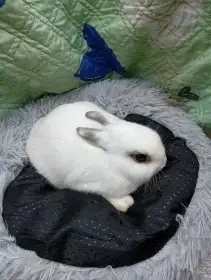 Zakrslý králíček E2