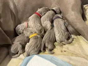 Výmarský ohař krátkosrstý s PP - štěňata