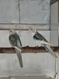 Rosela modrá straka