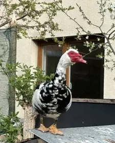 Chovný kačer Bedřich