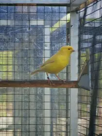 Kanár samec dutopěvec