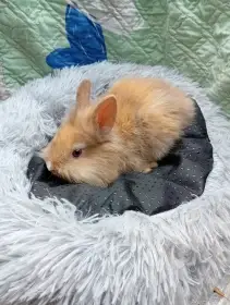 Zakrsli kralicci vrh M