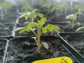 Sadba-Rajčata,Patizony,Dýně,Cuketa,Lilek,Meloun