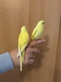 Prodám mladé andulky po vylétnutí z budky