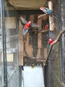 Rosela pestrá / červená 6ks (3,3)