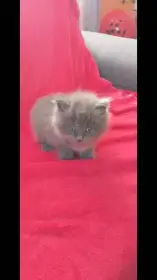 Britská krátkosrstá