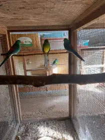 Prodám papoušky zpěvavé