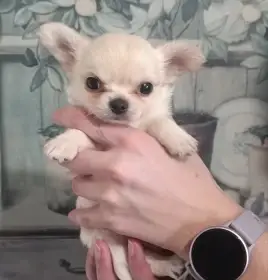 Čivava dlouhosrstá s PP