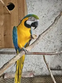 Ara Ararauna 3 ks 6 a 10 let