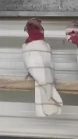 Kakadu růžový lutino