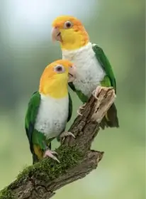 Amazonek belobrichy 1:1