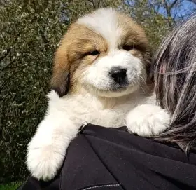 Pyrenejský horský pes chlupáči