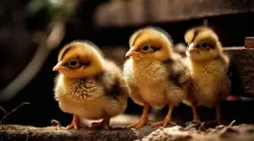 Násadová vajíčka Wyandotky zdrobnělé 24 barev