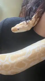 Krajta tmavá albín