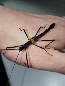 Pseudophasma subapterum