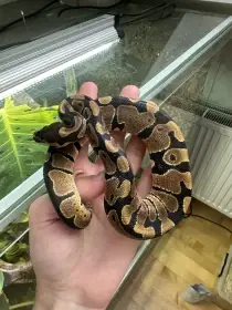 Krajta Královská samec