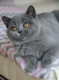 Modrá Britská koťata