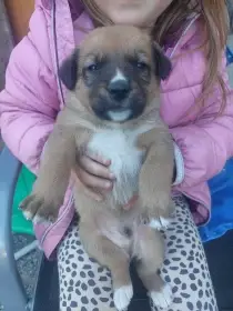 Štěňátka německý vlčák X husky