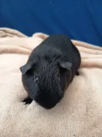 Daruji dva samce morčete