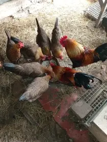 Zlatá česká kropenka násadová vejce, rodokmen,výstavně vedeno