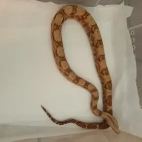 Prodám mládě Hog Island Boa 0.0.X