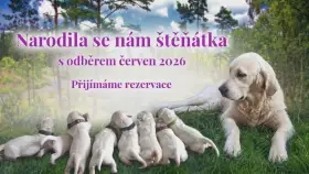 Rezervace štěňátek - fenky Zlatého retrívra s PP-odběr červen 2026